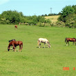 Farma Třebušín - Zababeč