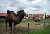 velbloudi dvouhrbí ve výběhu ASIE