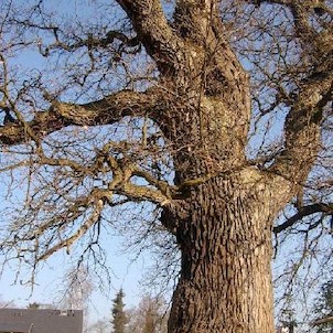 Tvrziště 5, Je pravděpodobné, že tvrz vznikla mimo jiné k ochraně sedlecké stezky. První písemné zprávy máme až z let 1457 a 1462, kdy je zmiňován jistý Arkl Tussel „de Stalticz“ či později „de Talticz“. Později získali dalovické léno příslušníci rodu Hýz