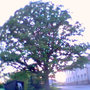 Památný strom na návsi