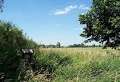 Koutské a Zábřežské louky, Koutské louky - přírodní rezervace