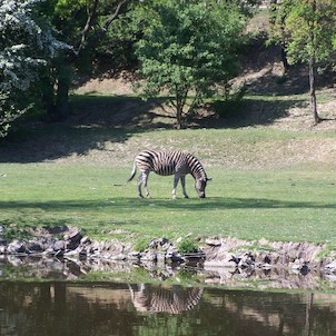 Zebra